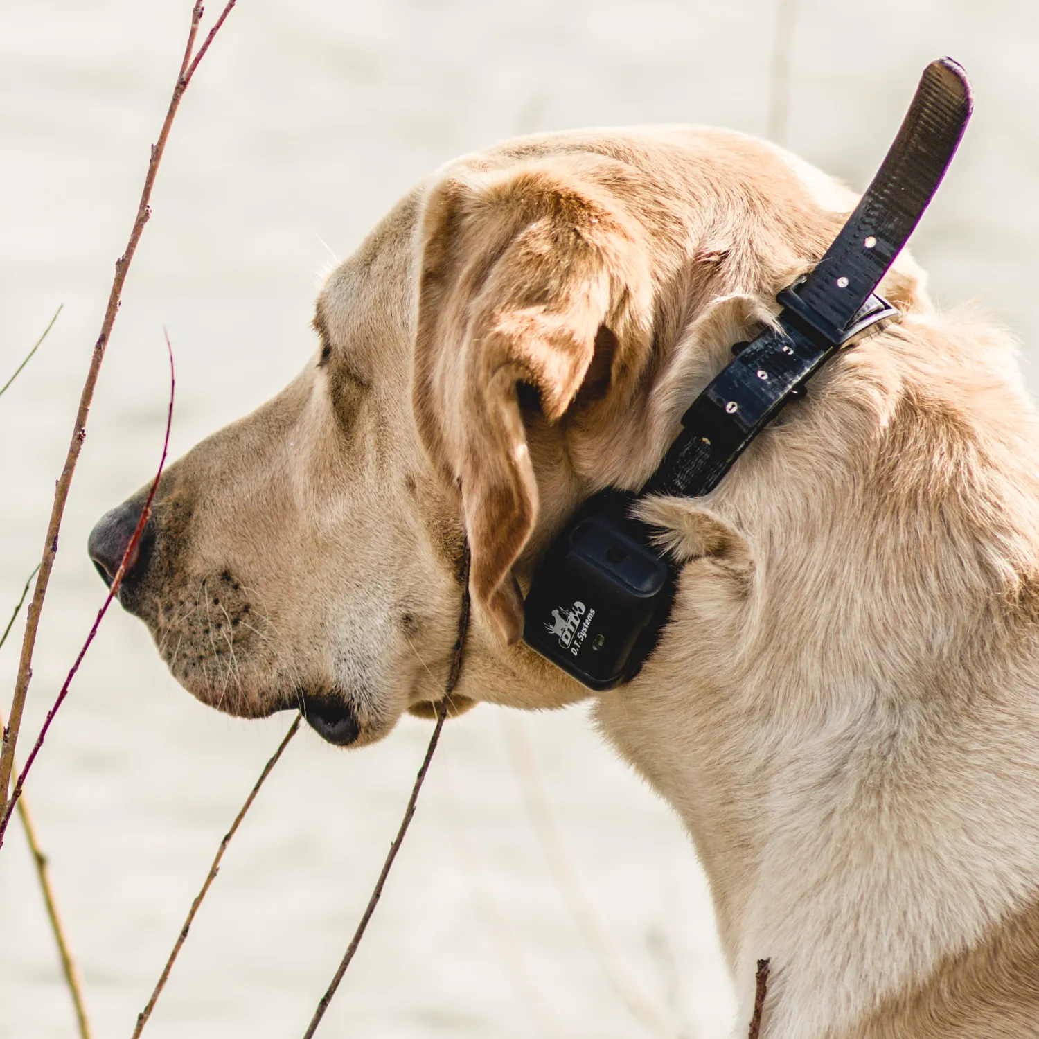 Master Retriever 1100 E-collar