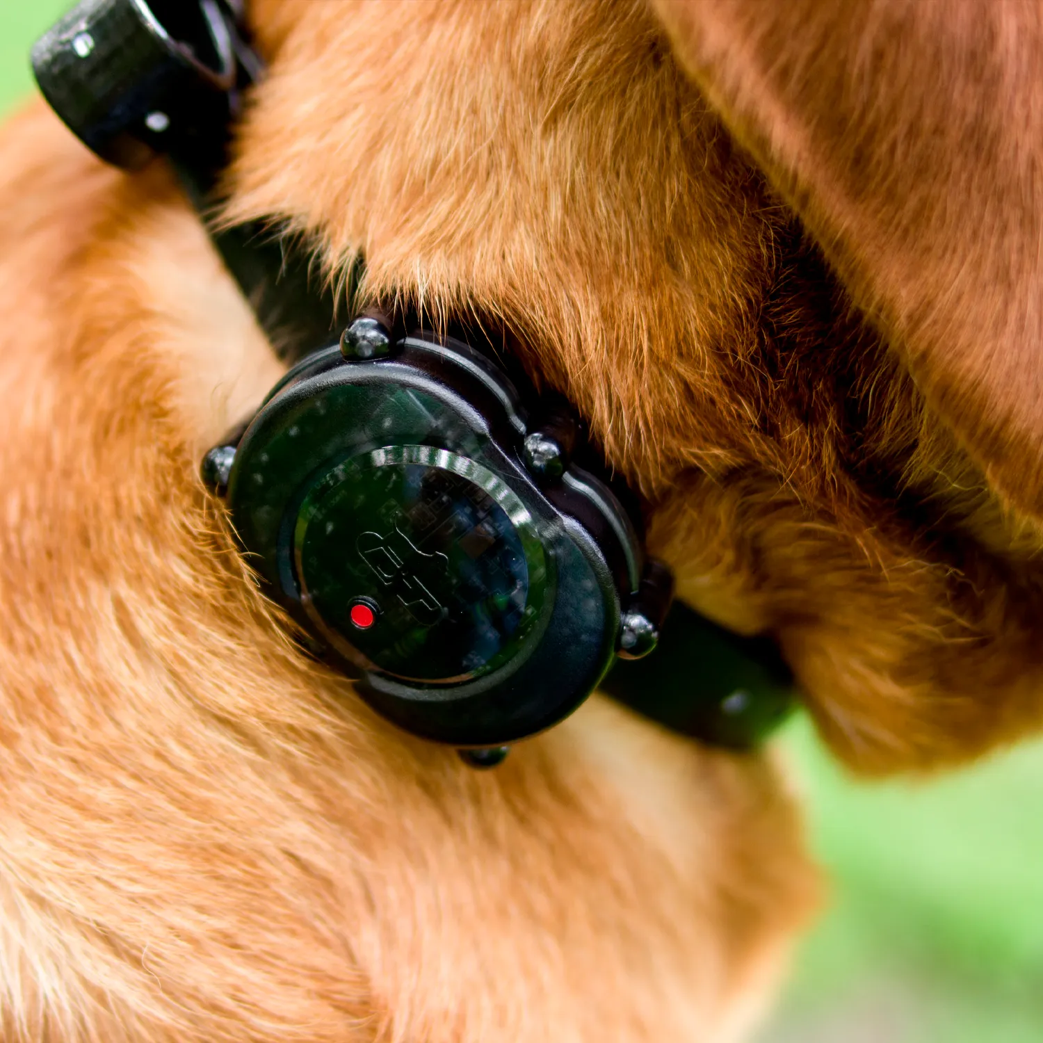 MICRO iDT E-collar