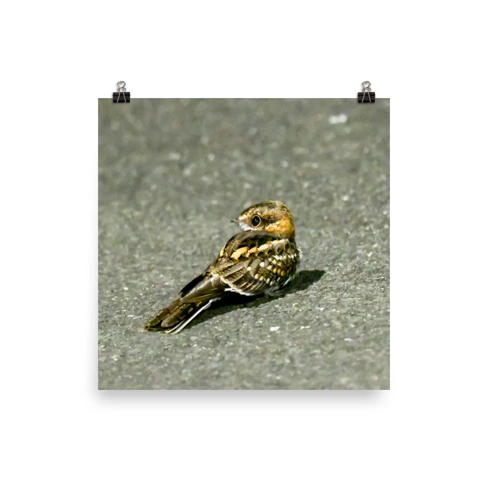 White-tailed Nightjar print