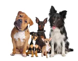 Wireless Pet Training Device
